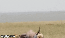 Video: Linh dương mẹ điên cuồng khi linh cẩu cướp mất con non 