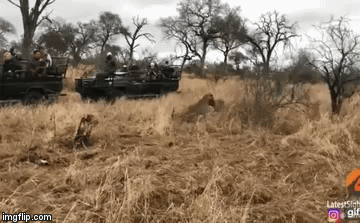 Video: Màn thoát chết thần kỳ của lợn rừng nhờ 