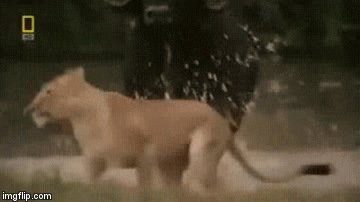 Video: Bị 8 con sư tử tập kích, trâu rừng vẫn qua mặt kẻ thù, tẩu thoát ngoạn mục