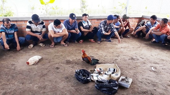 Bắt quả tang hàng chục đối tượng đá gà ăn tiền phía sau căn biệt thự ở Vĩnh Long