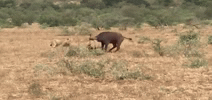 Video: Đàn trâu rừng quyết chiến với sư tử để giải cứu đồng loại