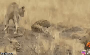 Video: Báo hoa mai chạy trốn giữa muôn trùng vây