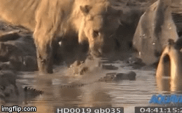 Video: Chúa sơn lâm và quái vật đầm lầy kịch chiến giành miếng thịt cuối cùng