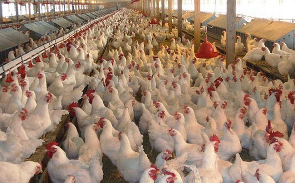 Nhỡ tay mua 1.000 cô gà mái với giá chưa đến 1 đô la, chàng trai 