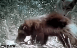 Video: Cuộc đụng độ 