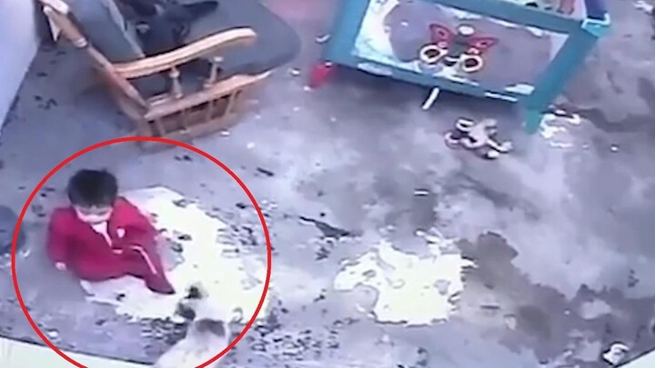 Video: Mèo tinh nhanh cứu em bé khỏi rơi xuống cầu thang 12 bậc