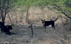 Video: Chó nhà dùng “xa luân chiến” quấy nhiễu rắn hổ mang nhưng kết cục mới bất ngờ