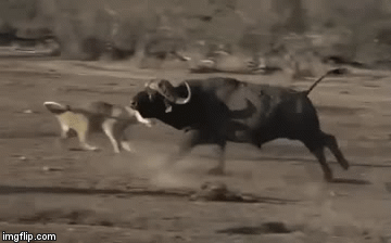 Video: Gặp trâu rừng quá khỏe, bầy sư tử bị quay như chong chóng, kết cục sẽ ra sao?