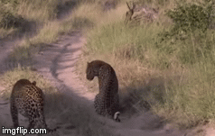 Video: Mải mê đeo bám linh dương, báo hoa mai nhận bài học nhớ đời