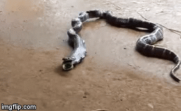 Video: Nuốt chửng đồng loại dài gấp rưỡi, rắn cạp nia quằn quại nôn trả