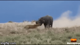 Video: Liều lĩnh chọc giận hà mã, sư tử cái trả giá bằng cả mạng sống