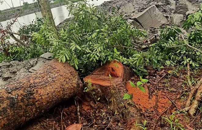 Diễn biến kịch tính vụ chặt 1 cây xà cừ bị phạt 20 triêu đồng: UBND huyện có “tước quyền” giải trình công dân?!