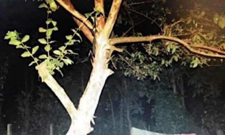 Người phụ nữ trẻ chết bất thường trên cành ổi