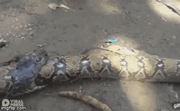 Video: Rắn hổ mang bỏ mạng khi đang dùng bữa thịnh soạn