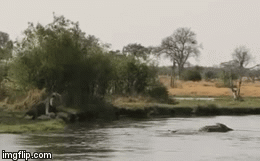 Video: Sư tử định cướp mồi ngon của cá sấu thì hụt chân xuống nước, số phận của vị vua trên cạn ra sao?