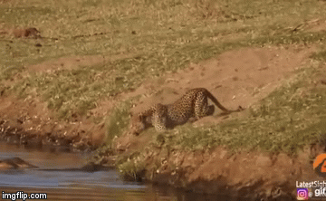 Video: Mon men định “cầm nhầm” xác thú trên sông, báo hoa mai bị dọa cho giật bắn mình