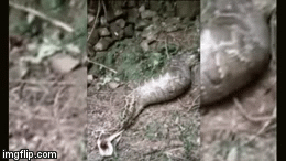 Video: Tóm sống trăn 