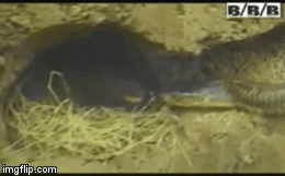 Video: Hổ mang và cầy Mangut huyết chiến đến thâm tím mặt mày, ai sẽ là kẻ chiến thắng?