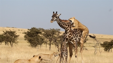 Video: Hươu cao cổ bất lực đứng nhìn con bị sư tử xé xác