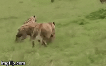 Video: Linh cẩu bị trừng phạt khốc liệt vì dám cướp con mồi của sư tử