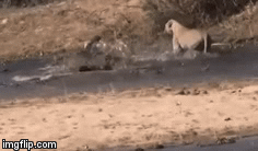 Video: Mắc sai lầm nghiêm trọng, chúa tể đầm lầy mất miếng ngon vào tay sư tử