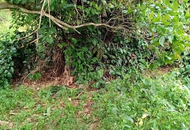 Vụ phát hiện thi thể không nguyên vẹn trong vườn điều: Tim thấy phần đầu của nạn nhân