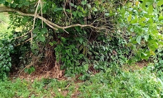 Tin tức thời sự mới nóng nhất hôm nay 26/11/2019: Bất ngờ phát hiện thi thể không nguyên vẹn trong vườn điều