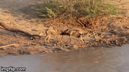 Video: Chó hoang tấn công bầy cá sấu để cướp miếng mồi