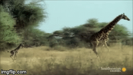 Video: Hươu mẹ bất lực đứng nhìn con bị kẻ thù xé xác