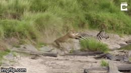 Video: Ngựa vằn tung vó tấn công sư tử, thoát chết trong gang tấc
