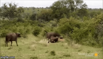 Video: Trâu rừng nổi điên, sư tử hèn nhát bỏ chạy bảo toàn mạng sống