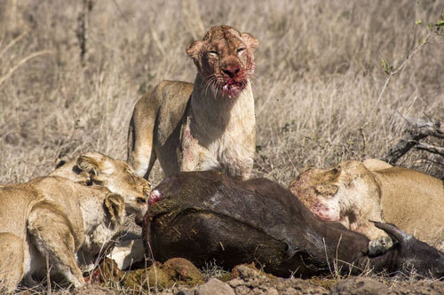 Video: 17 con sư tử háu đói xé xác 2 con trâu rừng trong đêm