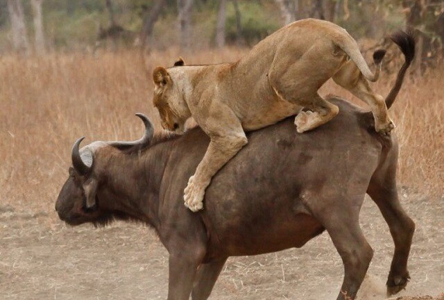 Video: Trâu rừng mẹ điên cuồng đánh nhau với sư tử để bảo vệ con non