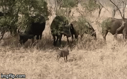 Video: Đụng vào nghé con đi lạc, lợn bướu nhận kết cục đầy cay đắng