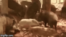 Video: Liều lĩnh xâm phạm lãnh thổ lợn rừng, trăn gấm bị con mồi xé xác