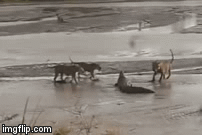 Video: Cá sấu thân cô thế cô bị sư tử đánh hội đồng bầm dập