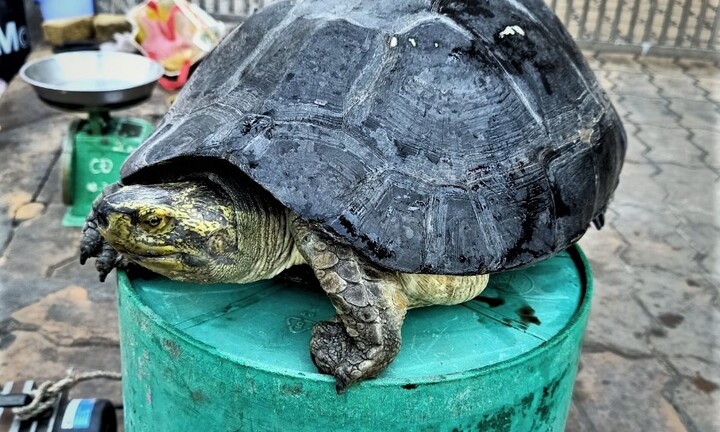 Bắt được rùa có nhiều họa tiết lạ, cụ ông ở Tiền Giang muốn bán cho người có tâm