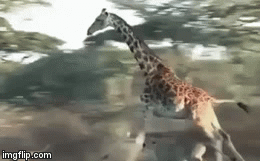 Video: Bầy sư tử háu đói nhảy lên lưng, quật ngã hươu cao cổ xuống đất