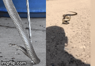 Rắn cực độc tự