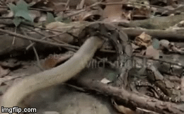 Video: Bị tiêm nọc độc, trăn gấm bất ngờ phản công siết chặt hổ mang chúa