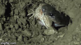 Video: Rắn khôn ngoan dùng thân án ngữ trước cửa hang và cái kết ngỡ ngàng