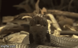 Video: Phun nọc độc định làm mù mắt cầy Mangut, rắn hổ mang bị trả thù tàn nhẫn