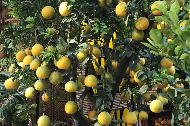 Đào, bưởi cảnh giá 40 triệu đua nhau xuống phố chờ đón Tết 2020