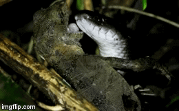 Video: Tức nước vỡ bờ, thằn lằn tấn công ngược lại kẻ định ăn thịt mình