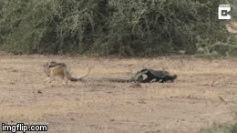 Video: Bị trăn siết cổ, lửng mật quay lại trả thù khiến đối thủ