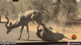 Video: Sư tử đực dùng 