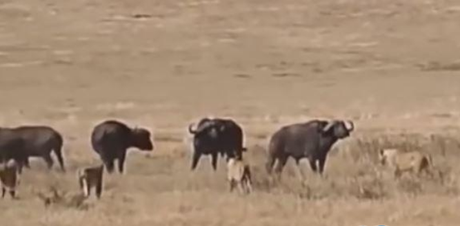 Video: Đồng loại bị tấn công, trâu rừng kéo cả đàn đến giải vây