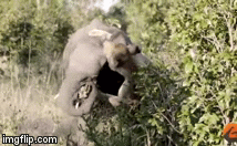 Video: Sư tử cái liều lĩnh tấn công voi nhận kết đắng