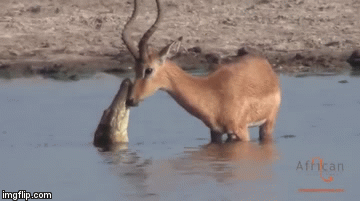 Video: Vừa thoát khỏi hàm cá sấu, linh dương đơn độc gặp ngay chó săn hung ác