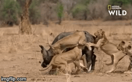 Video: Trâu rừng dũng mãnh, một mình